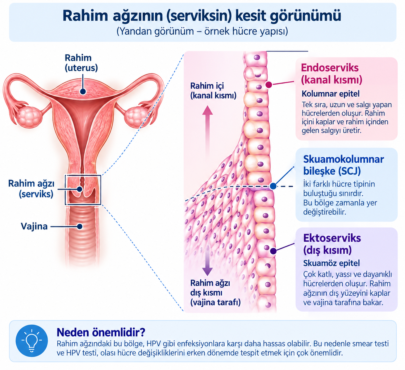 Rahim ağzının serviks kesit görünümü, endoserviks, ektoserviks ve skuamokolumnar bileşke